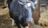 Переживут ли украинские коровы 2015 год?