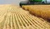 Зерновые оправдали худшие ожидания экспертов